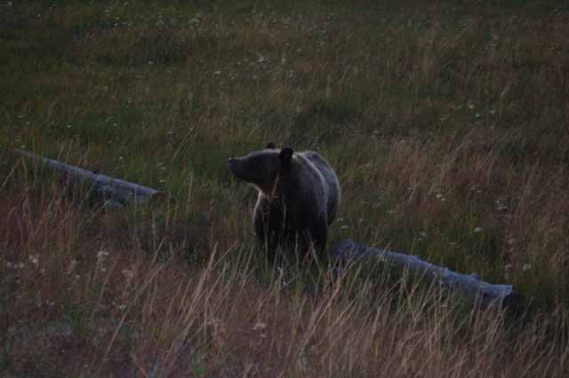 a small grizzly